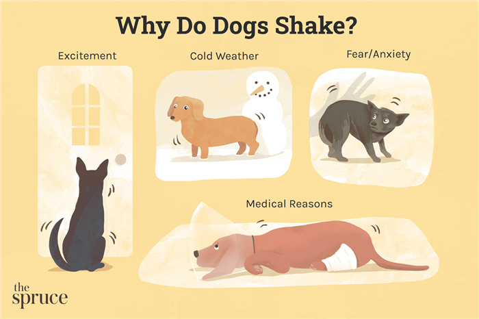 why do dogs shake illustration