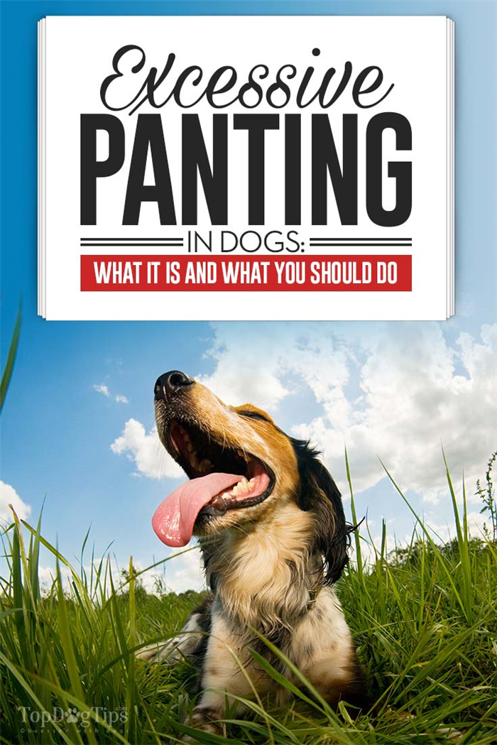 What Is Excessive Panting in Dogs