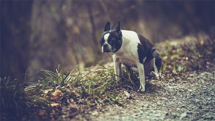 Boston terrier waiting on footpath.