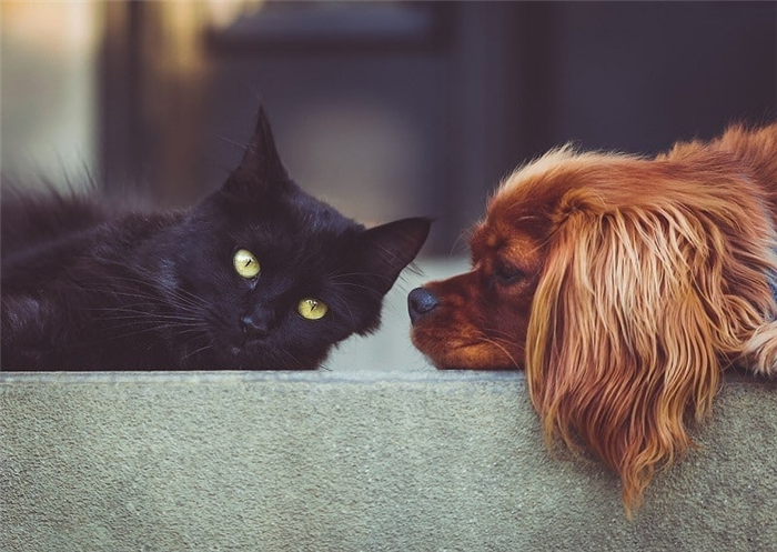 dog w cat pixabay 2