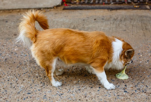 When is dog diarrhea an emergency – The complete guide