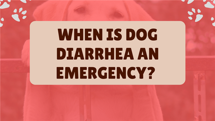 When is dog diarrhea an emergency – The complete guide