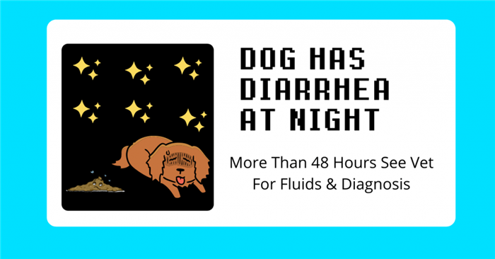 Call A Vet If Your Dog Has Diarrhea At Night For Longer Than 48 Hours