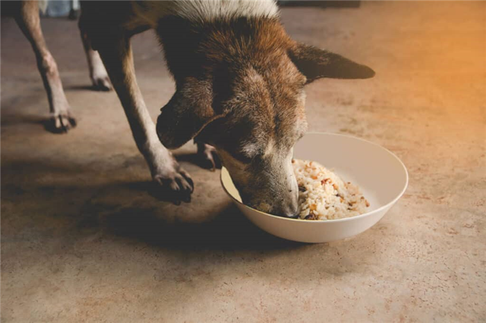 a dog chows down on some good