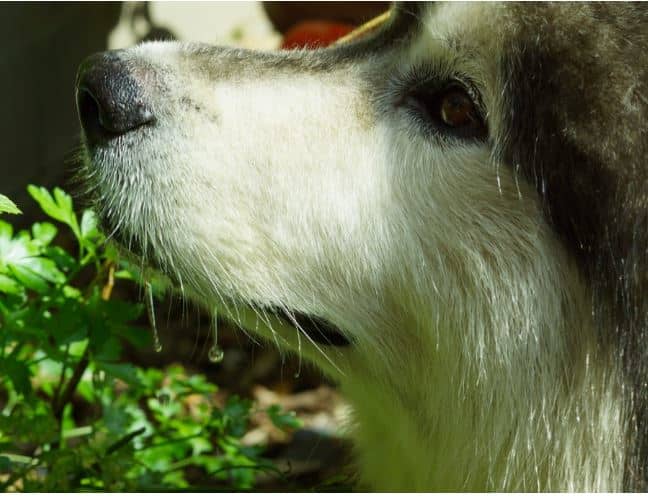 Drooling is a sign of upset stomach in dogs 