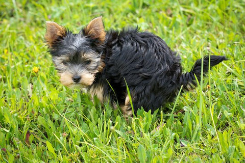 Small yorkie pooping in a grassy yard