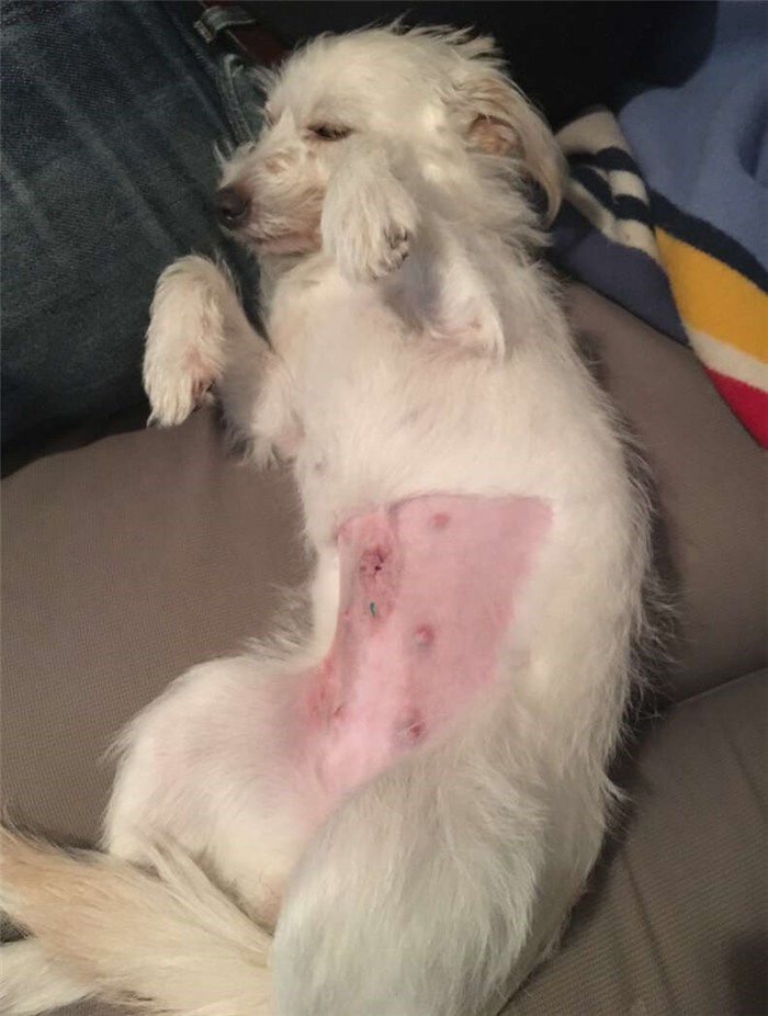 Darcy after being spayed