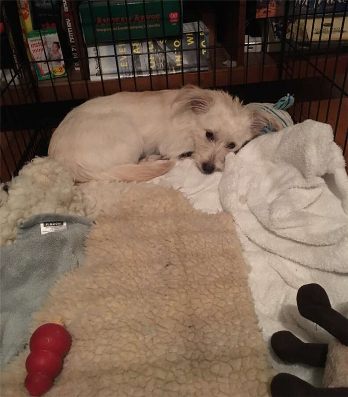 Darcy relaxing in her crate after being spayed