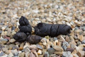 Black or Maroon Dog Poop Color