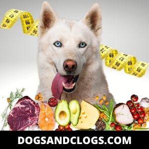 Give Your Dog A Balanced Diet