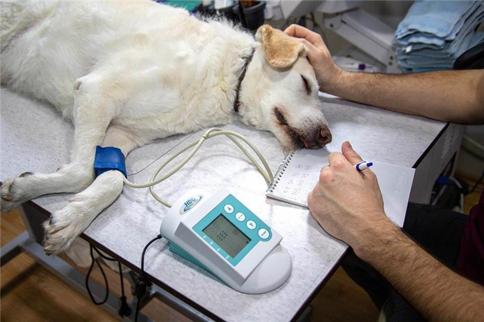 A dog at the vet