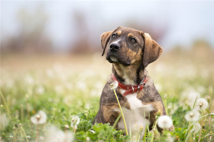 Cute dog head tilted outside in the sun in a dandelion meadow