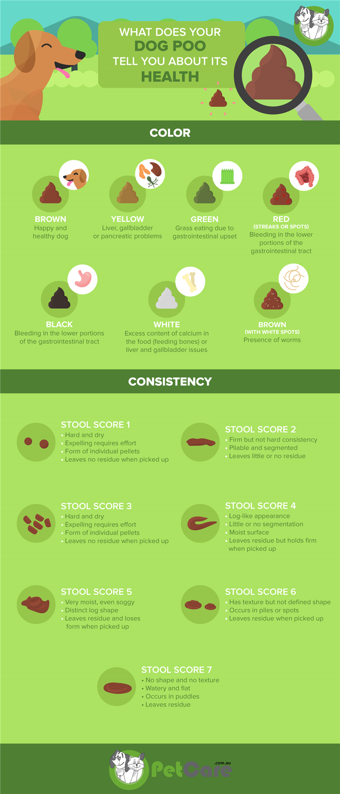 dog poop infographic