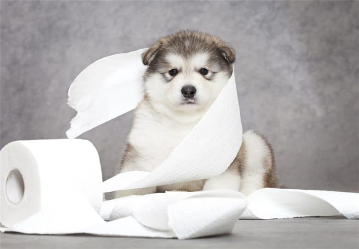 a cuddly Alaskan Malamute puppy with toilet paper