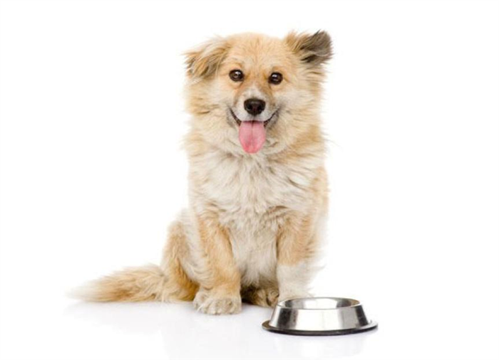 Feeding the Dog with Chronic Diarrhea
