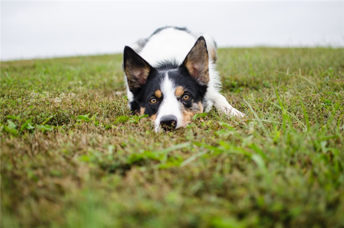 Black and white dog laying in the grass