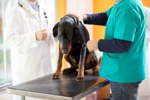 blood in dog urine | Dr Marty Pets