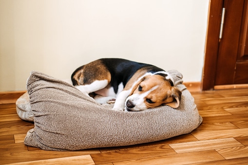 Vomiting and Diarrhea in Dogs: Is It Distemper? What Should I Do?