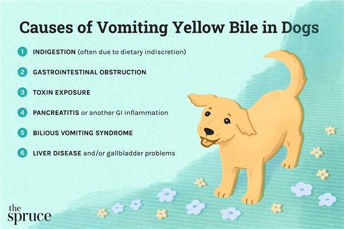 Causes of Vomiting Yellow Bile in Dogs