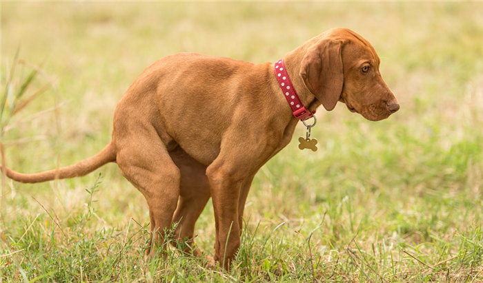 Home Remedies for Dog Diarrhea