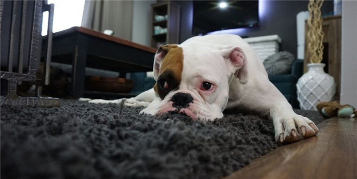bulldog laying on rug