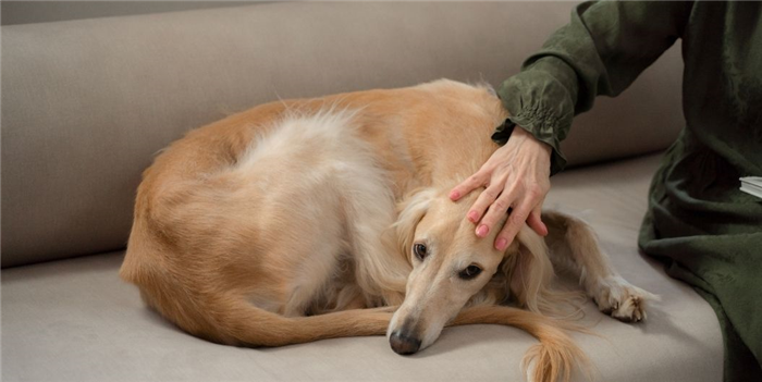 large dog on a sofa