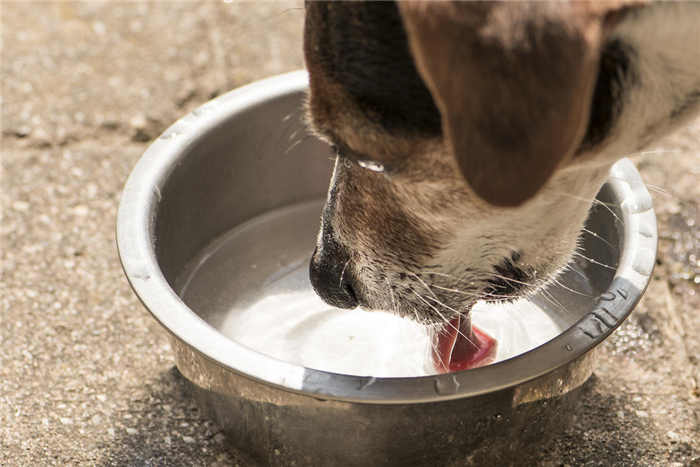 A dog drinking out of a water bowl