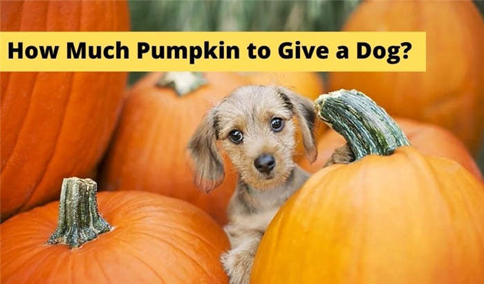 pumpkin for dog diarrhea dosage