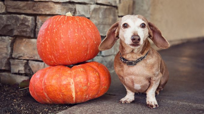 dog-with-pumpkin