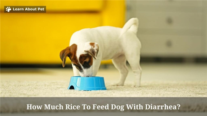 How much rice to feed dog with diarrhea