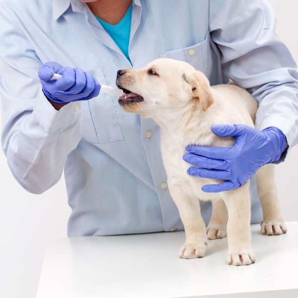 Administering kaopectate for dogs