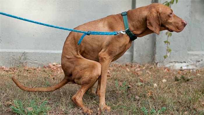 pooping hungarian vizsla