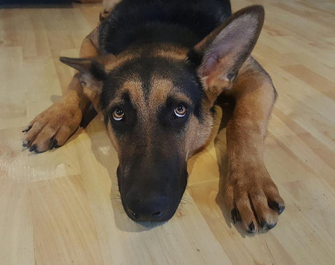 German dog lying on wooden floor