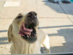 Labrador retriever licking their lips