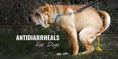 Antidiarrheals for Dogs – Best OTC & Prescription Drugs to Stop Diarrhea in Dogs