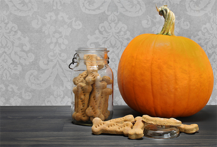 Homemade pumpkin dog biscuits in a bone shape in a canning jar, and on counter, next to a pumpkin.