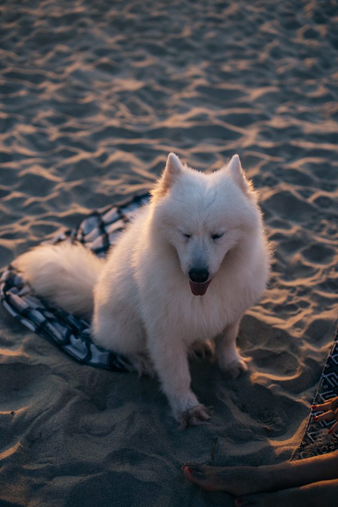 iarrhea After Grooming Symptoms