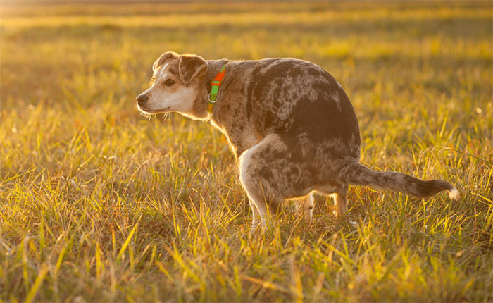 10 shocking facts about your dog poop mucus (Causes and Treatment)