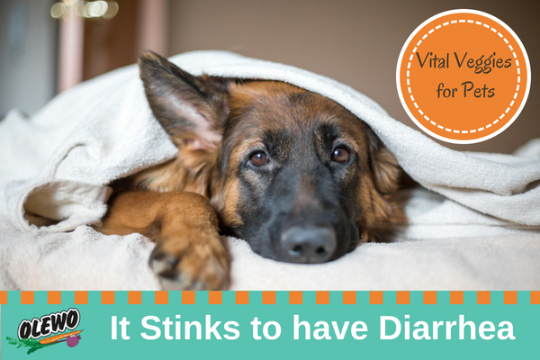 Dog Diarrhea is a common ailment in pets