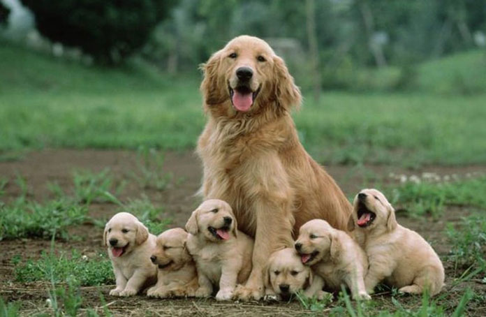 dog with puppies