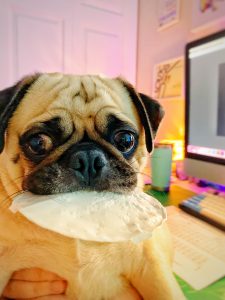 Pug with a snack. | The Pampered Pup