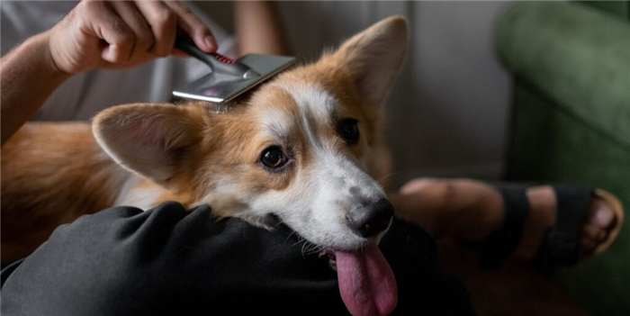 dog with tongue out