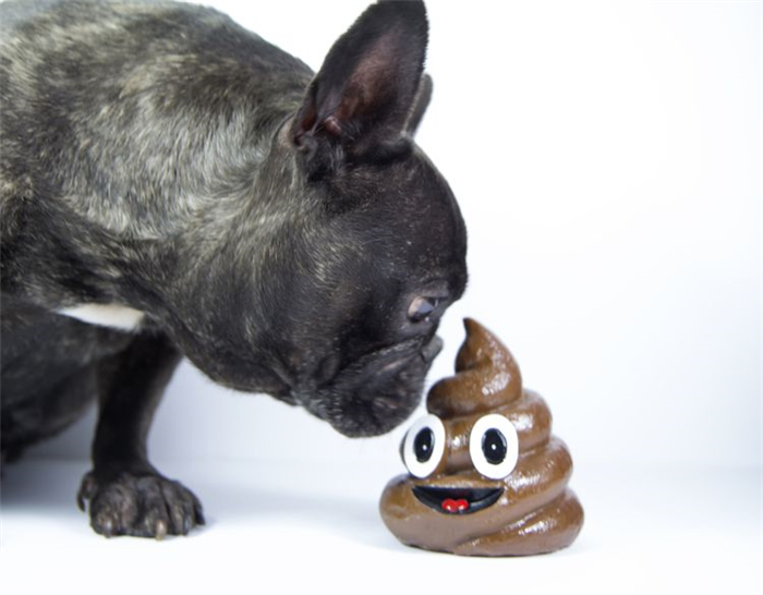 French Bulldog sniffing 3D poop emoji.