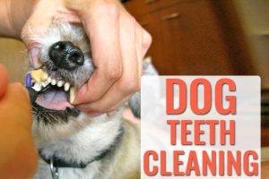 Dog Teeth Cleaning