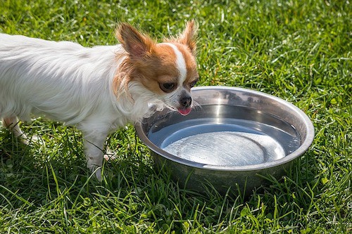 cure dog bad breath