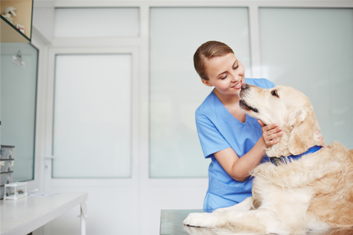 Golden Retriever is checked over by the vet (Photo: Adobe Stock)