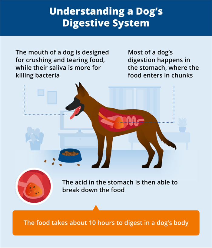 dog digestive system