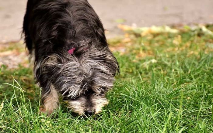 Dog Eating Grass